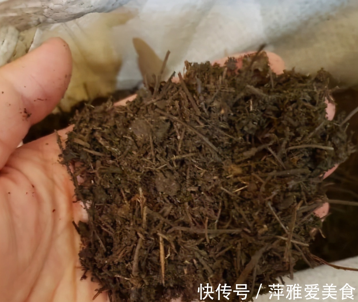 老花匠|学会用松针、羊粪,作为新人小白,养花效果能和老花匠媲美