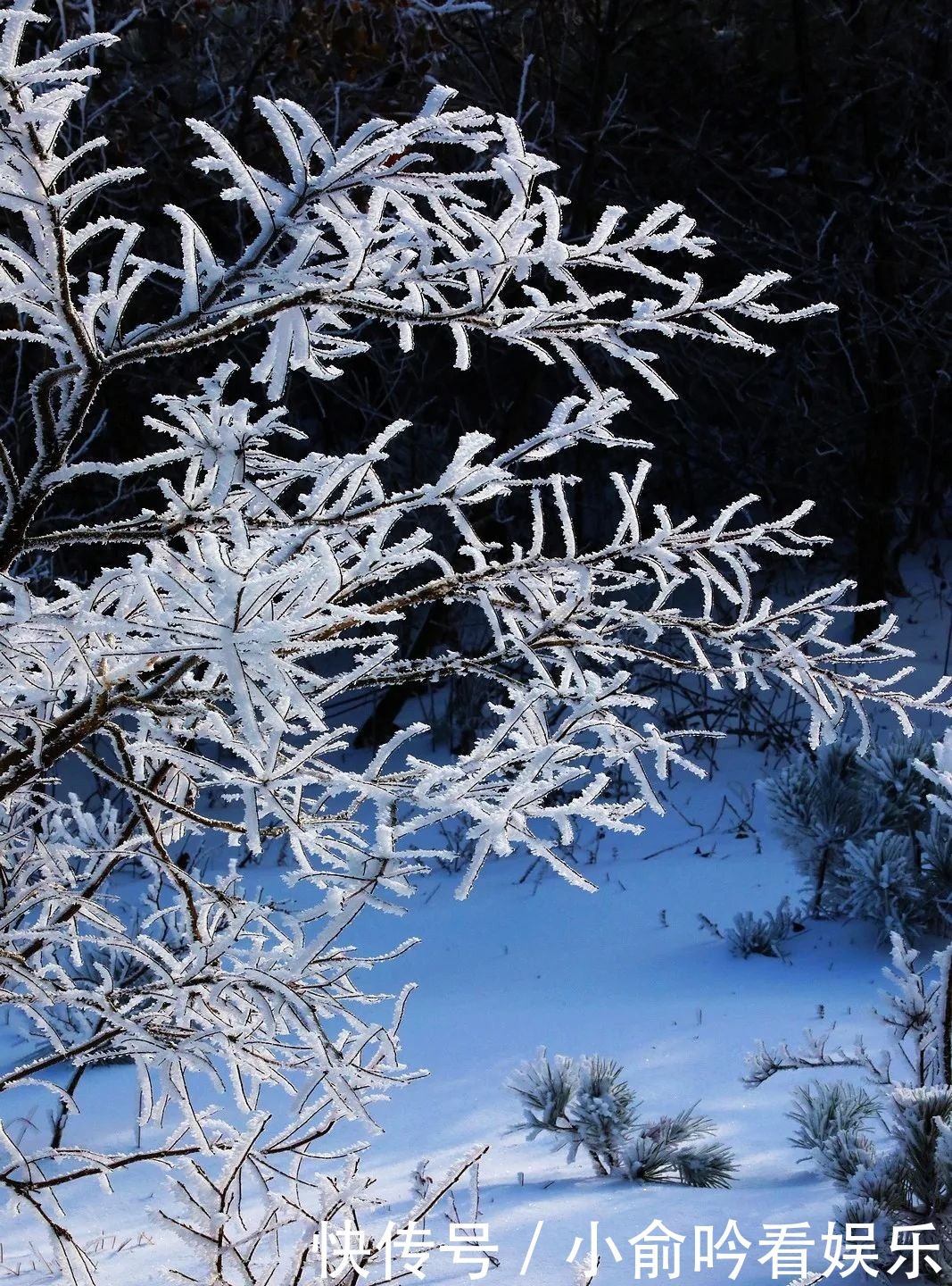 雪景|遂昌大美雪景图！让你一次看个够