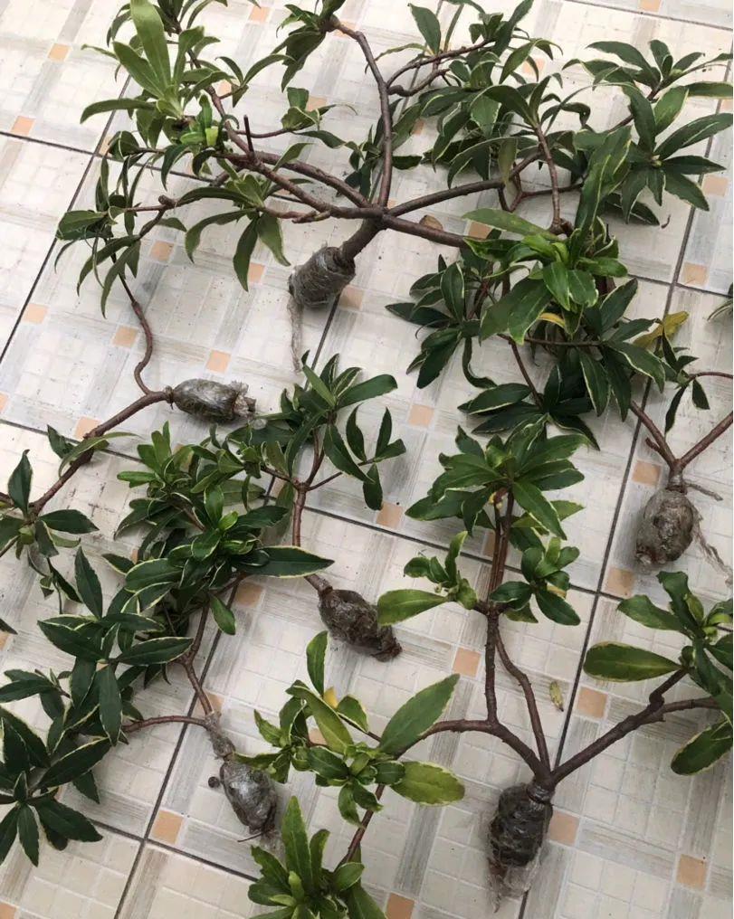 母株|养花技巧：给花切个小口子，埋土里100%生根，根本不用扦插！