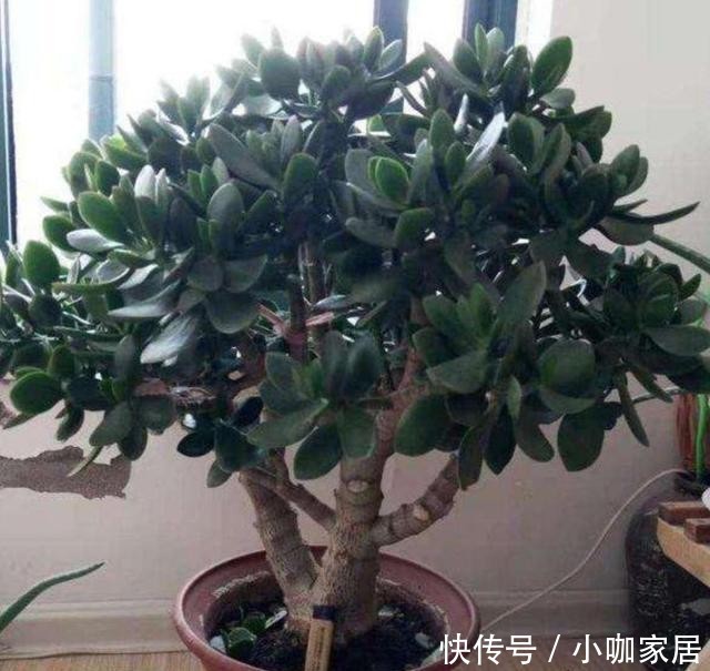 老桩|3种常见的植物,轻松养成老桩盆景,漂亮又美观