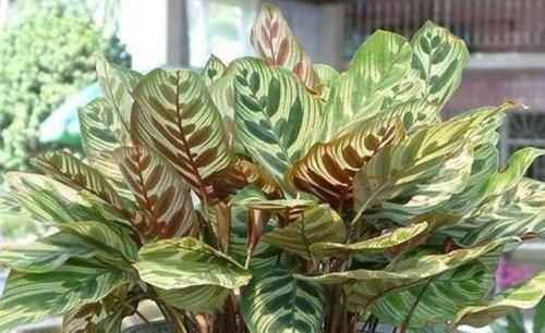 阳台|最受欢迎的4种花,不用费心管,就能旺盛生长,养盆放阳台美极了