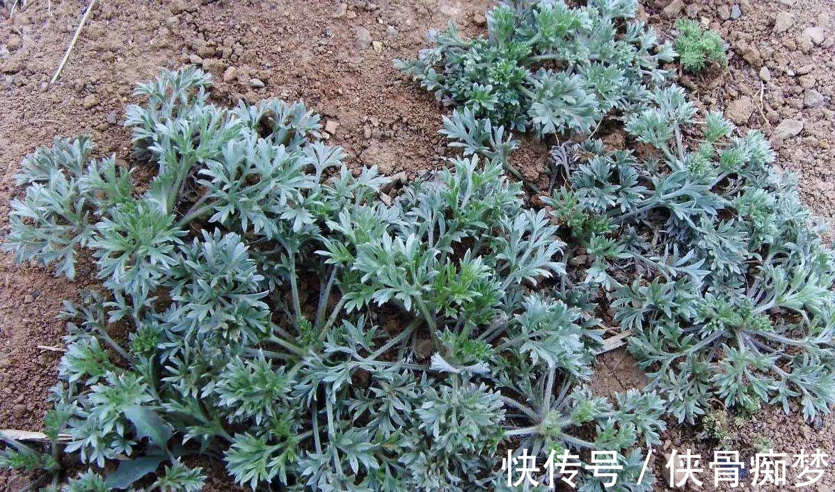 您家若是种植这种特殊的草,那风湿再也不用怕了