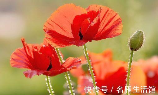 阳台上|农历7月21号起,最适合养这些花,十分的耐旱,开花就爆盆