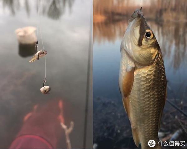 吞食|水库钓鱼被小鱼闹窝,钓友一怒之下用麦穗鱼钓鲫鱼,谁知竟连杆了