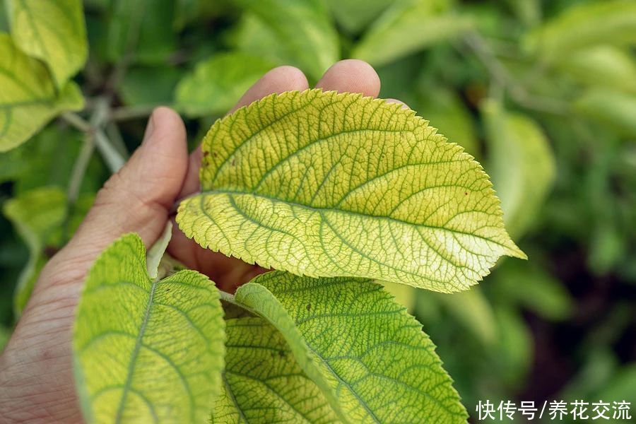 养花时分清植物缺乏哪种肥料，黄叶及时用这种肥，快速恢复翠绿