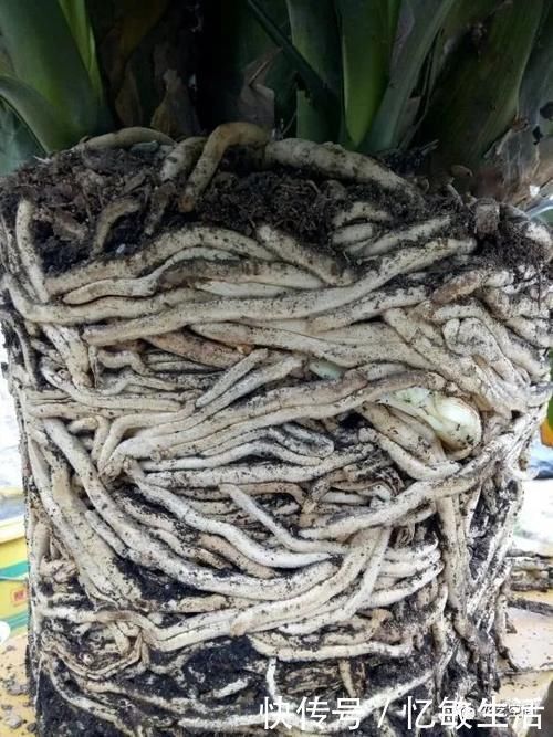 浇水|为什么明明浇水不多,花却还烂根,很多花友都容易忽略这一点!