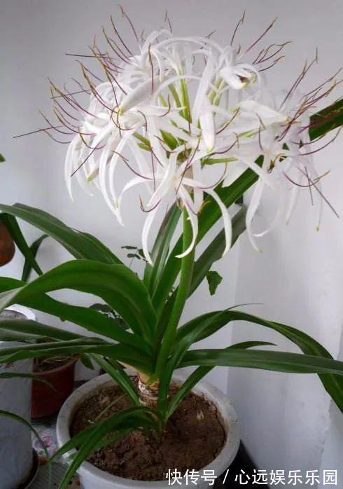 湿润|6种佛教圣花,个个都是吉祥花,家里养一盆,养心又养身