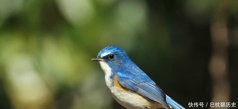 白居易见小孩打树上的鸟,于是写下一首诗劝告,足见一片仁爱之心