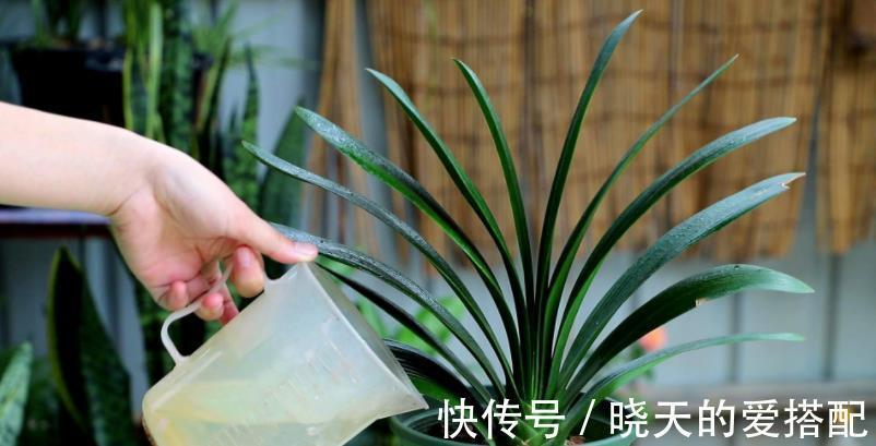 秋凉|8月前后,盆栽君子兰切记这些,不然秋凉植株难开花