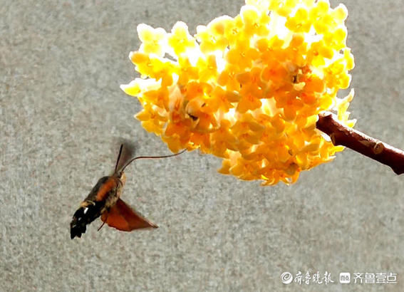 春暖花开，结香芬芳引蝶来