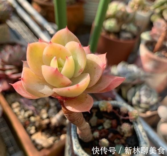 叶片|这颗丝绸面纱的叶片，不但通透，且有蜡质感，养护中5点做好
