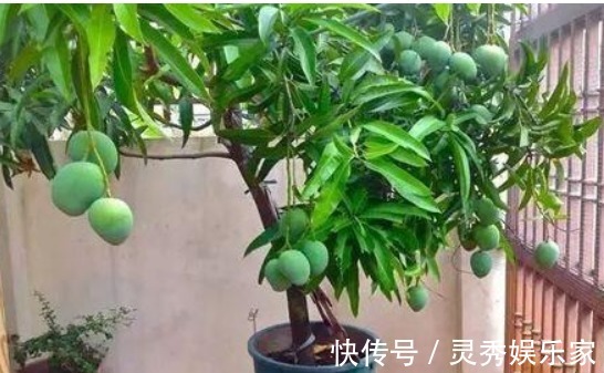 吃水果留“1勺子”,埋盆里,10天成盆栽,来年果子挂满树!