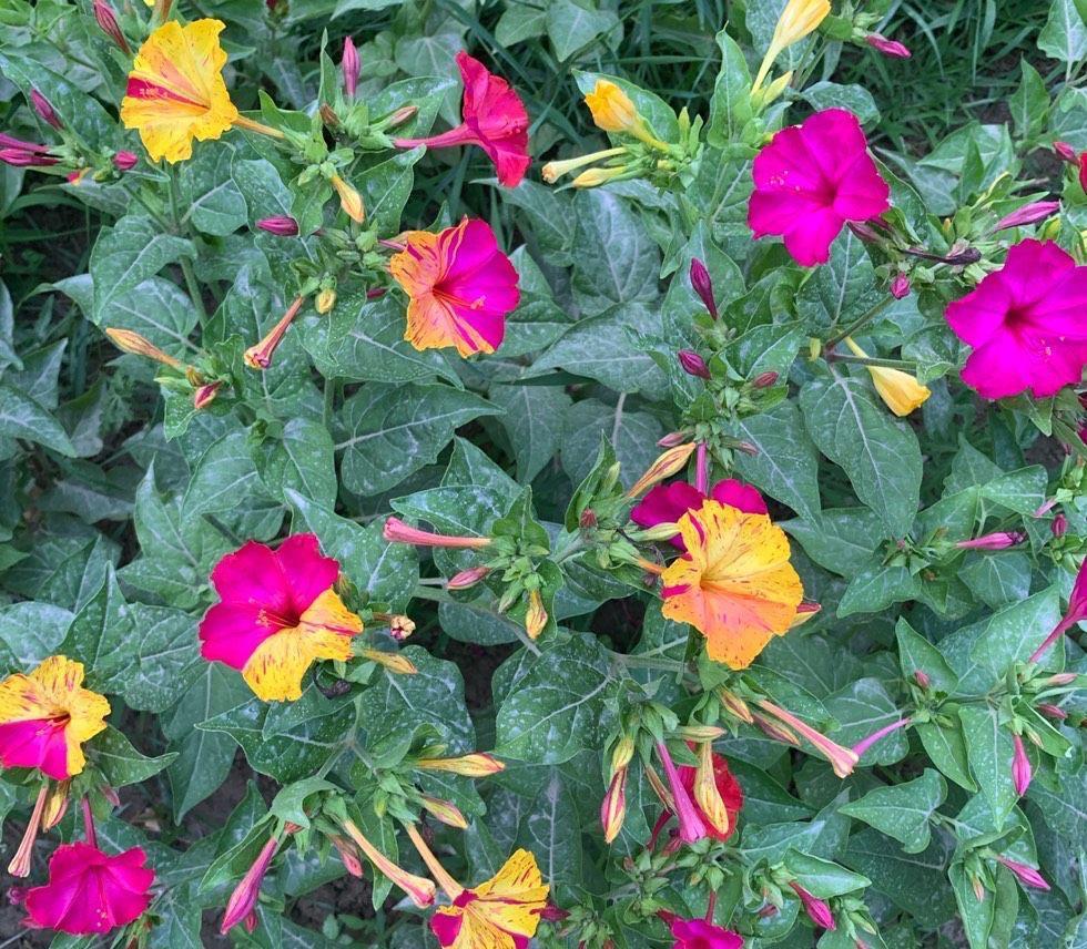 牵牛花|很容易养活繁殖的3种“漂亮花”,长得到处都是,开花也挺多的