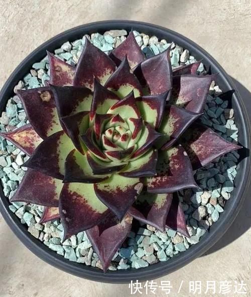 肉肉|乌木,龙舌兰,这2种多肉很霸气,家里养一盆,观赏价值相当高