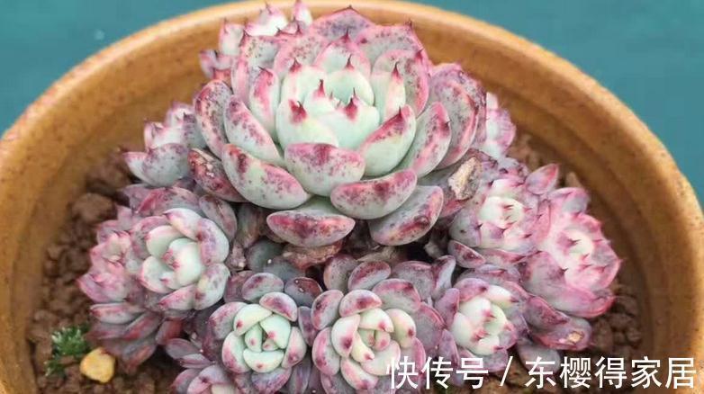 浇水是个难点,没有摸清这些要求,多肉烂根黄叶、没精神