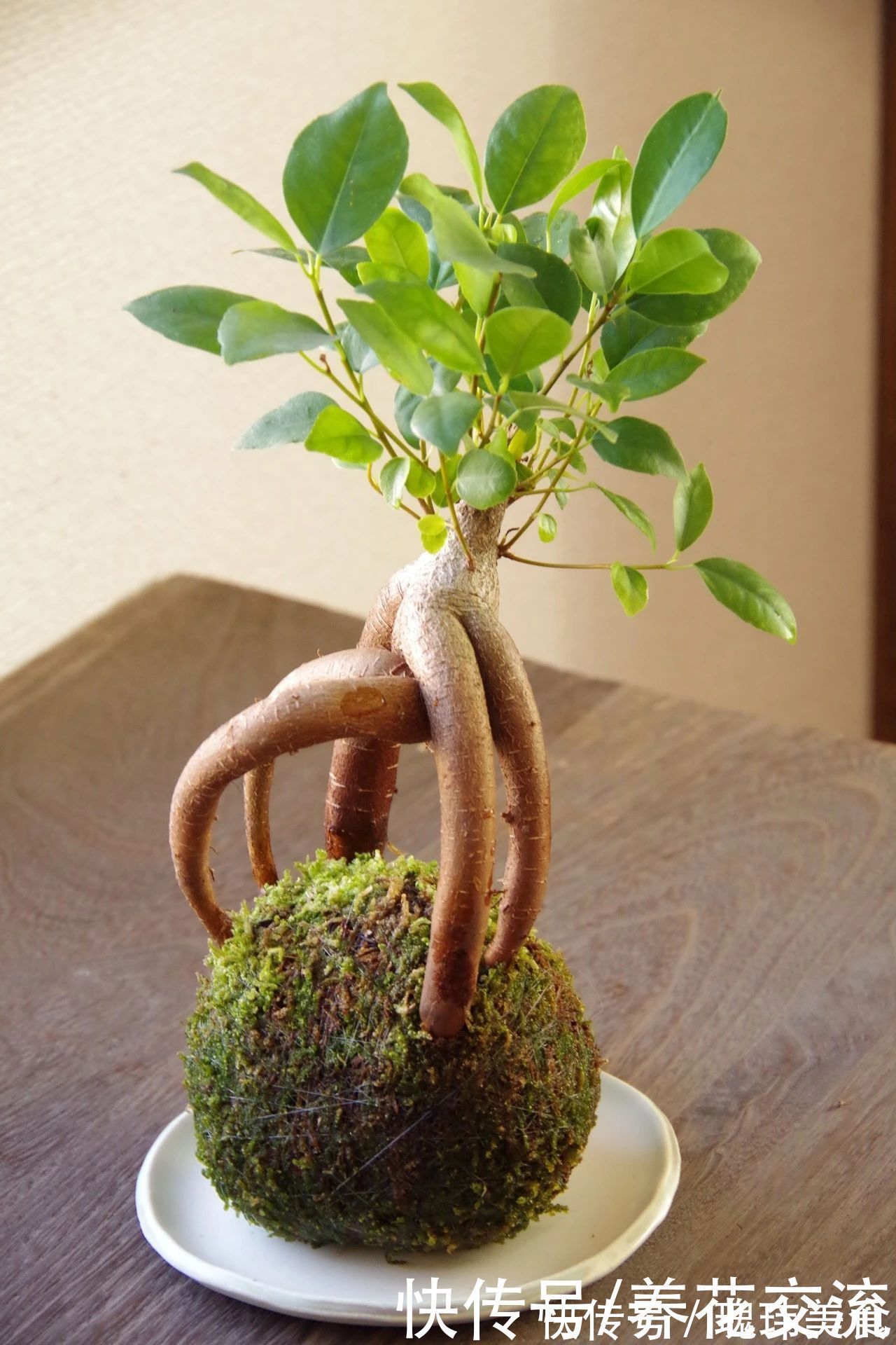 特别适合养成盆景的人参榕，那块状根太“奇葩”，原来是嫁接的