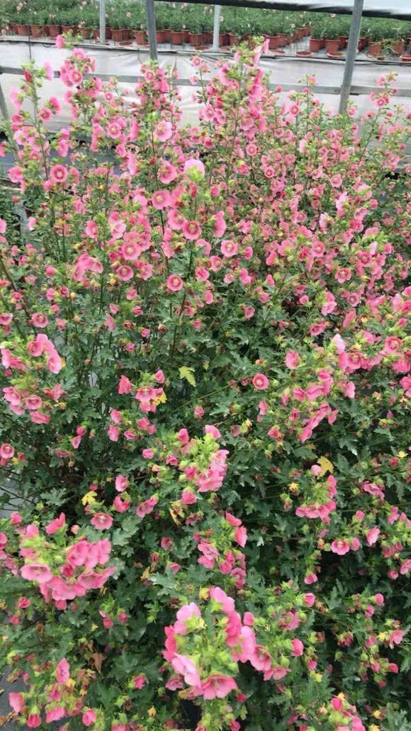 “识货人”都养4种花，打理简单，花期长，开花超漂亮