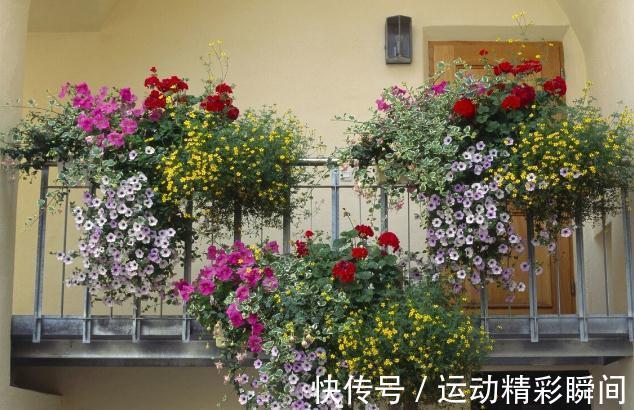 花盆里的小飞虫到处乱飞怎么办？教你几个小方法，实用