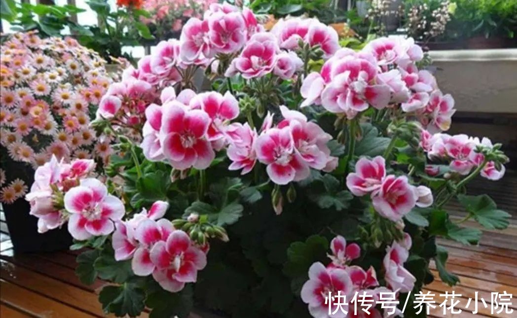 7种“低档花”，开花漂亮又好养，适合装饰阳台