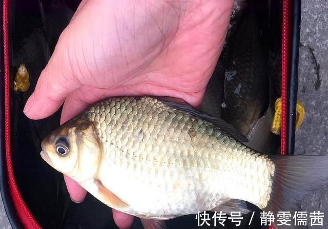 野钓千万别着急下竿,先做好这几个步骤,才能保证渔获告别空军