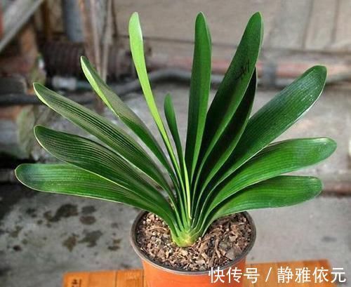 竹签子|不会养君子兰?插根竹签子,立竿见影,养出高品质君子兰