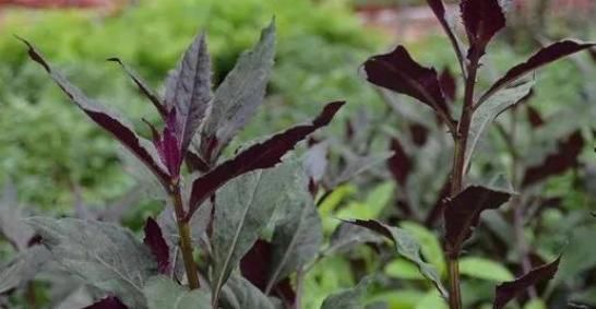 常吃|农村一种野菜,人称“红凤菜”,以前常吃,却不知是有毒的