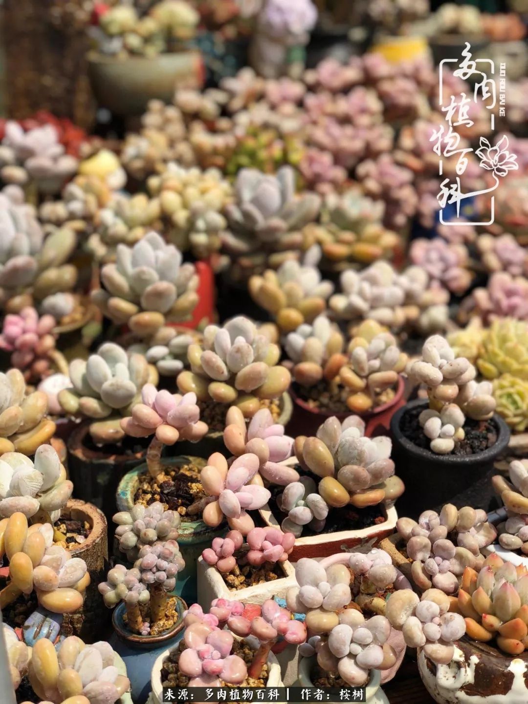 多肉度夏经验谈四季皆露养,兢兢业业养肉三年半!