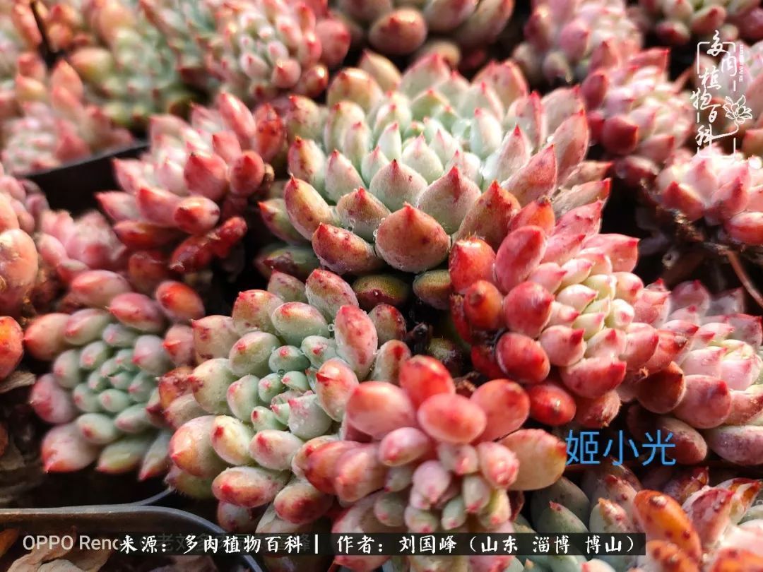 贵的不一定是对的,你的多肉究竟值多少钱附冬季养护攻略!