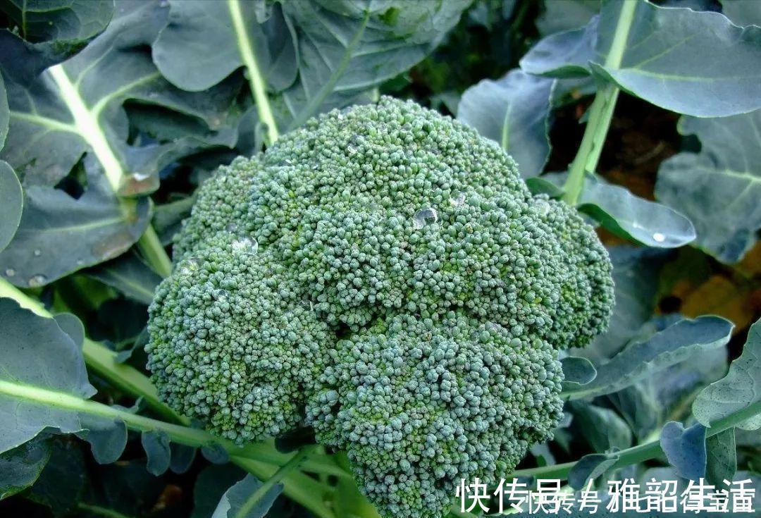 膳食纤维|常吃哪些食物可以让肝脏更健康？看看以下6种食物！