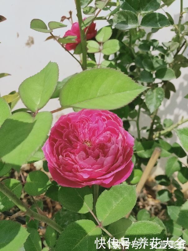 根系|养花烂根不光浇水太多,其实有4个原因,对症下药是关键