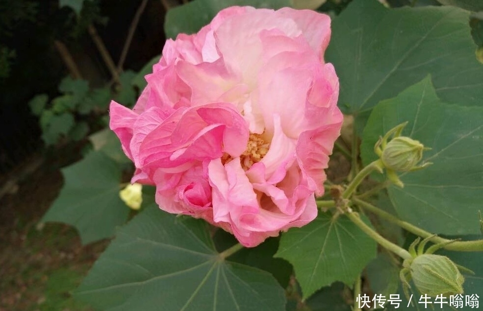 花朵|农村一种美丽的花朵，城里卖15元一盆，插杆就能活，好看又好吃