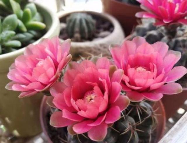 养仙人球绯花玉，少浇水多见光，开花又结种子，养出一大堆