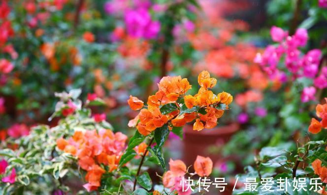 漳红樱|拜拜了月季！养了四年月季，这个秋天果断换坑，希望没有换错