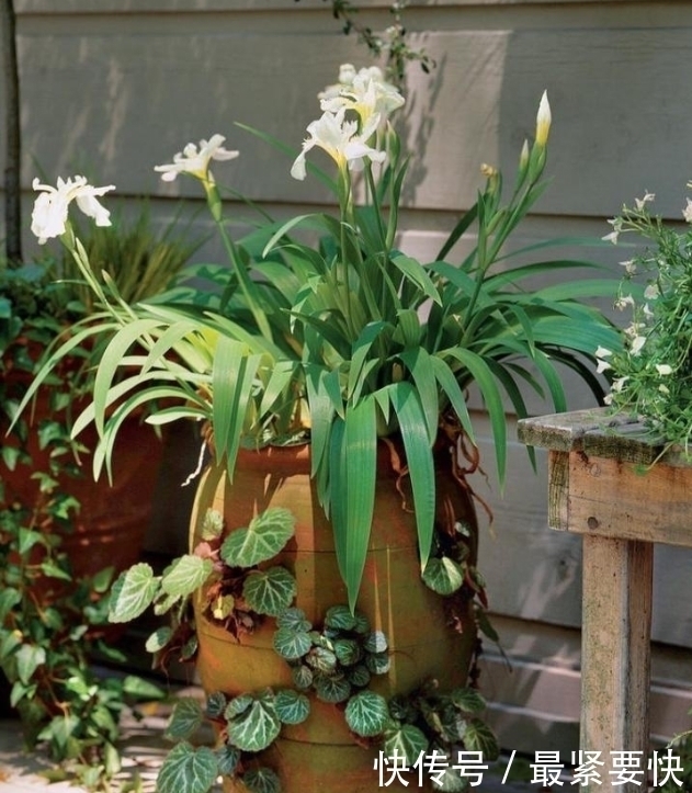 任何容器都能用来做花盆，请收好这30种美丽的花盆搭配设计