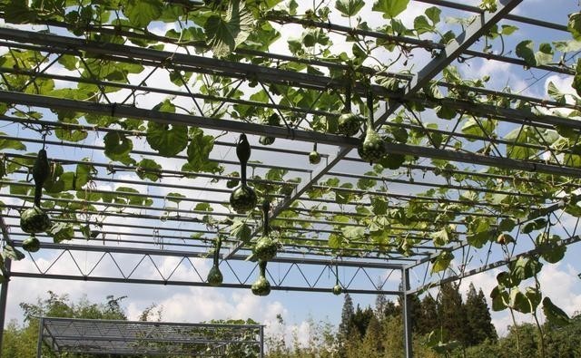 养殖|盆栽小葫芦容易出现黄叶,四点做好后,苗更壮,叶更绿