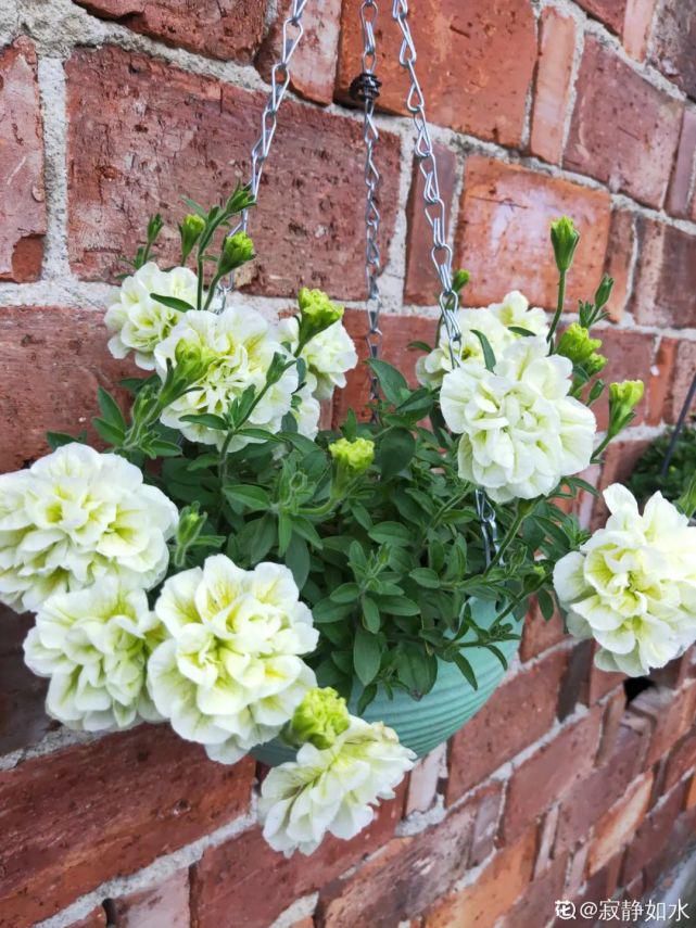 红花|今年最流行的网红花，养家里上档次，邻居看了太眼馋