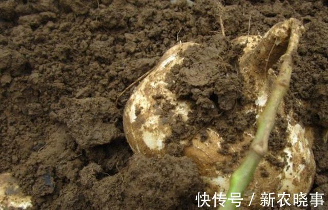 它的种子有剧毒，在农村却大量种植，只因大人小孩都爱吃