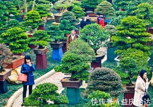 三角梅|都说养花容易上瘾,尤其是这4种花,不信养几盆就知道了