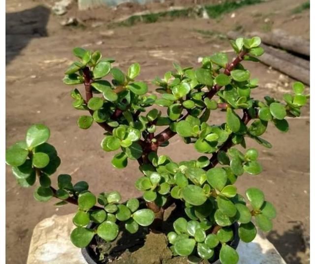 老桩|家里养什么花好这3种,爱开花,年年旺,一年比一年价值高