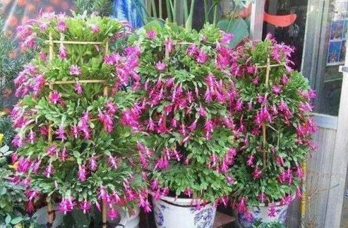 花友们|中秋前,3种东西扔盆里,长寿、蟹爪兰猛开花,肥效管1年