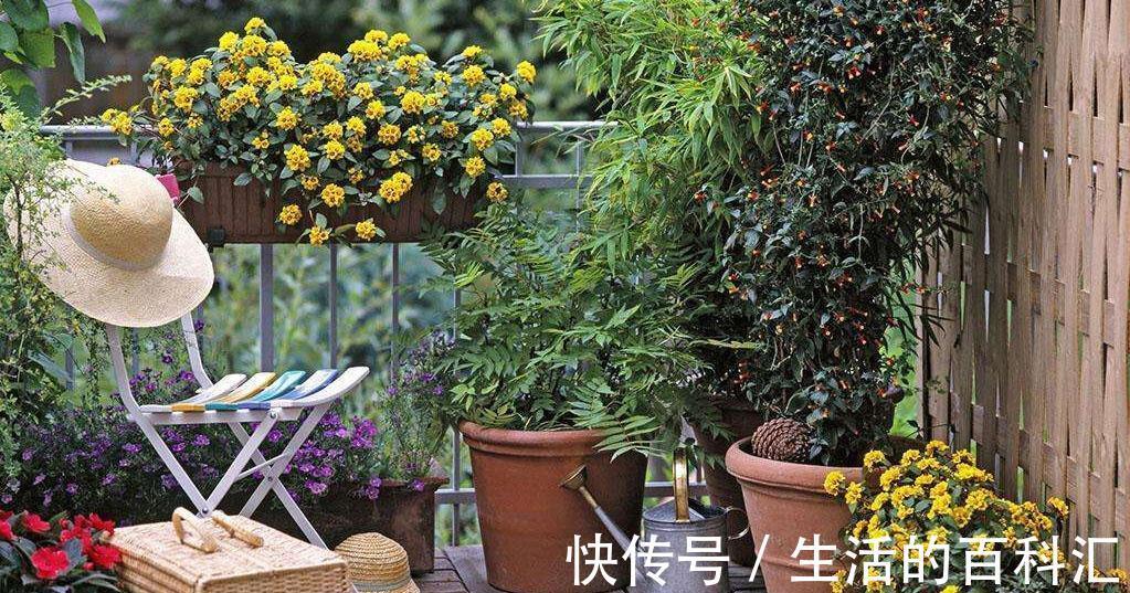 观赏性|养花细节决定成败:搞不定这3点,养一盆黄一盆