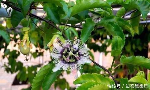 这五种花儿,一个枝条就能种,爬藤爬满墙,开花又多又漂亮