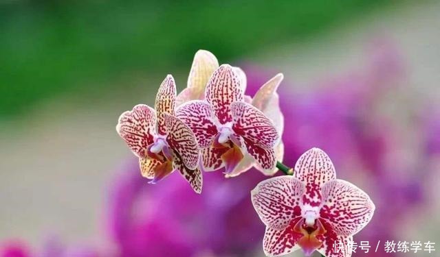 这3种花极难养,能养活的都是高手!