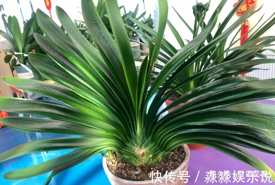 廿六|君子兰夏天易出问题,6个方面做到位,安稳度夏,天凉旺长