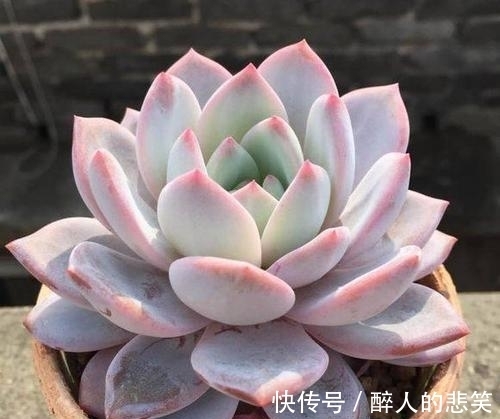 休眠|导致多肉休眠的3个原因,及时避免,不然黄叶又烂根!