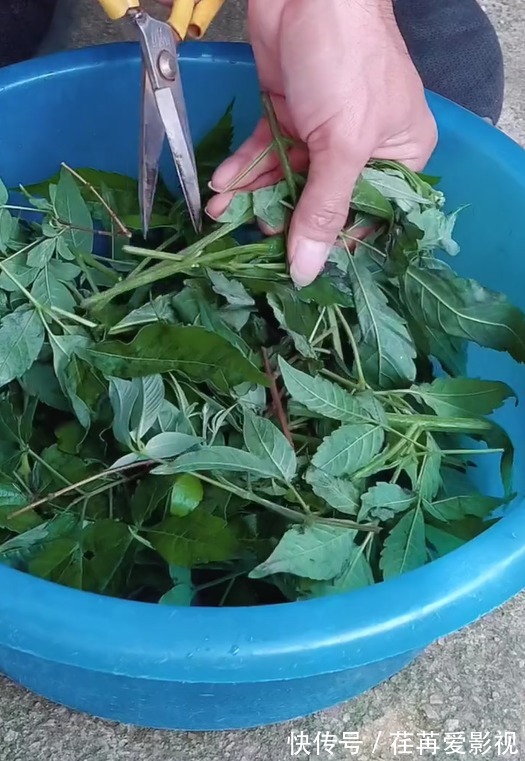 野草|人称“五指风”,一种农村常见野草,摘些来晒干,你认识它吗?