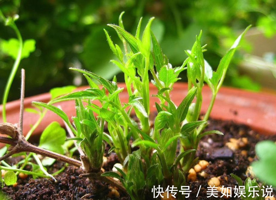 花土别再乱买了!搞不清养花环境,再好的土也烂根,自己配制最好