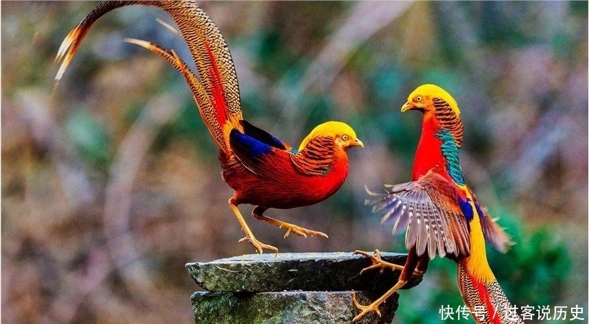 山海经|山海经:5种寓意吉祥的异兽,1鱼2鸟2兽,其实现代也都能见到