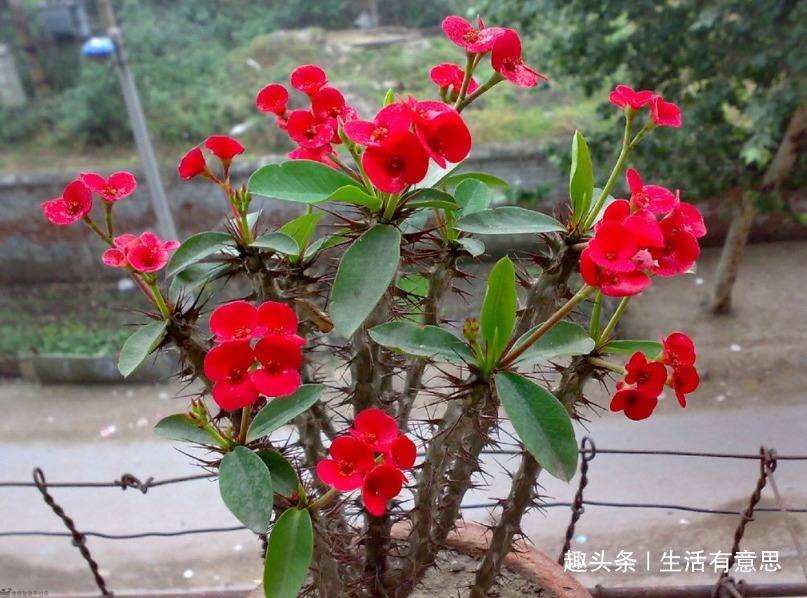 此花，晒不死，旱不死，药用价值高，扦插易活，花开爆盆360天