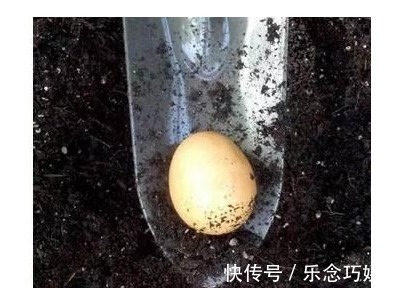 开花|一个鸡蛋养一盆花,枝繁叶茂开花很多,一年不用买花肥